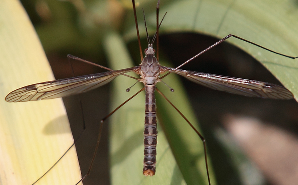 Tipulidae da id